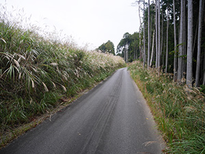 設楽ダム　ダム印